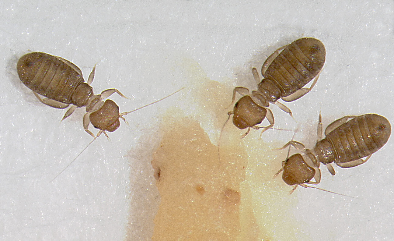 Booklice