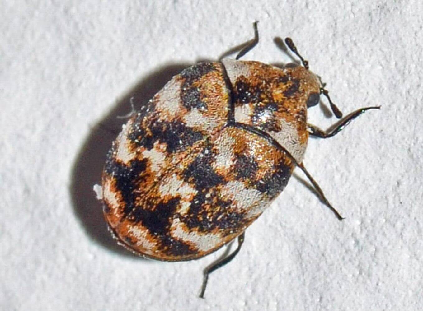 Carpet Beetles