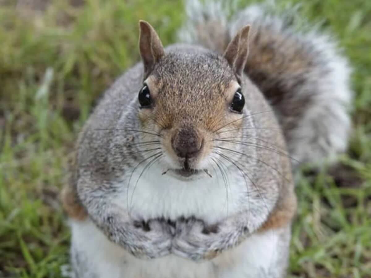 Grey Squirrels