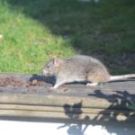 rat eradication in winter