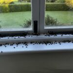 cluster flies in window
