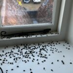 Cluster flies on a window ledge caught by Shire Pest Solutions