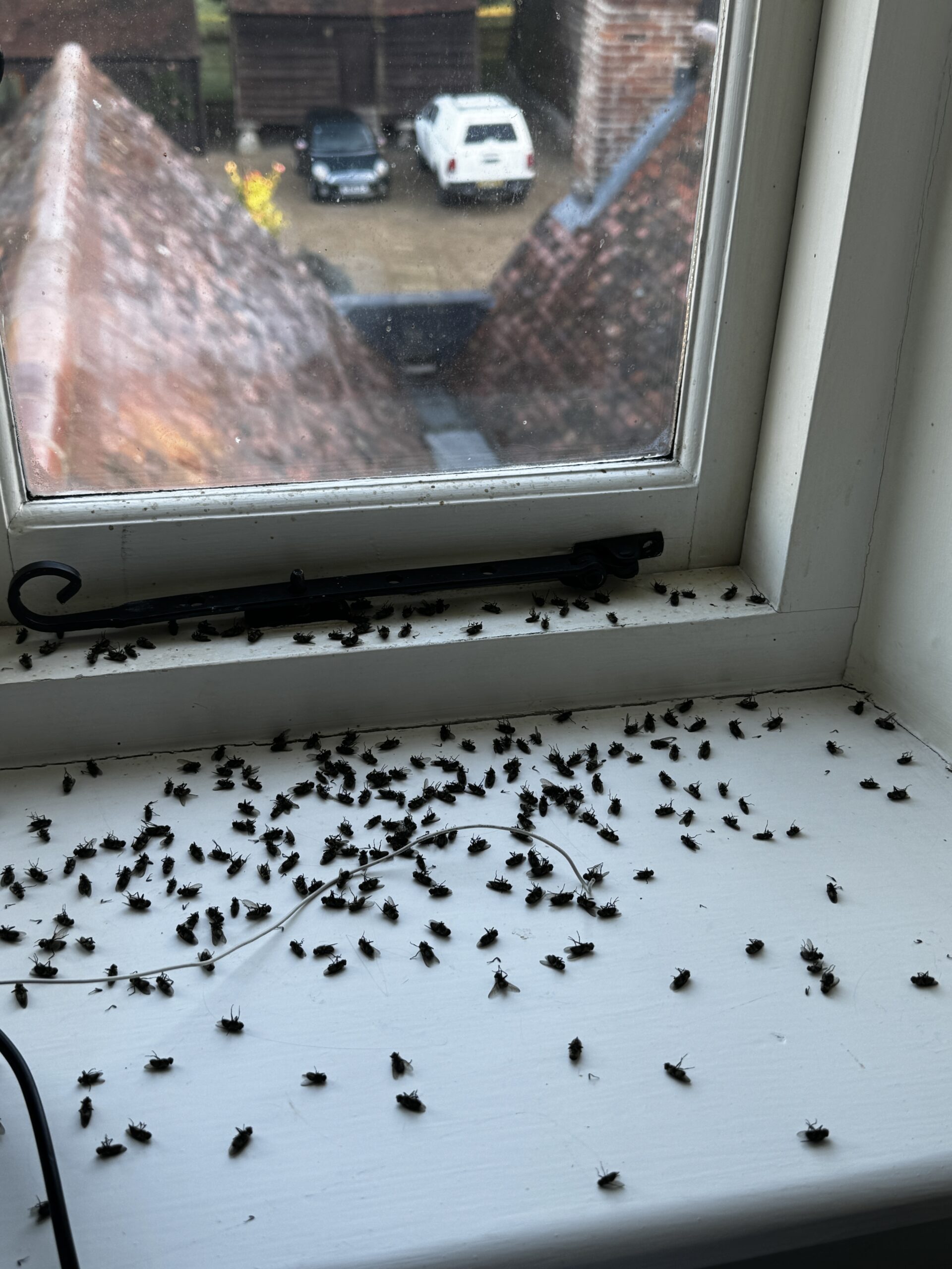 Cluster flies on a window ledge caught by Shire Pest Solutions