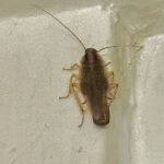 Learn more about cockroaches with Shire Pest Solutions blog Cockroaches in your house
