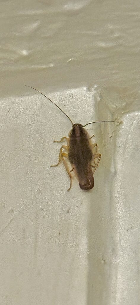 Image of a female cockroach carrying an egg sack, which is called an oothecae