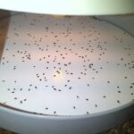 fleas caught in a flea trap