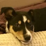 Pest Control And Pets