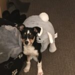 Dogs At Christmas: Foods to Avoid