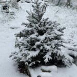 Why Do Cold and Wet Winters Bring More Rodent Problems?