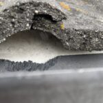 grey squirrel damage