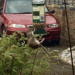 rat on bird feeder