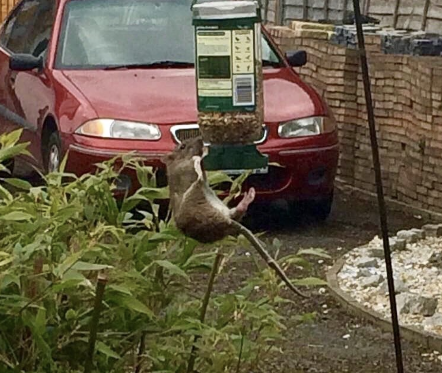 rat on bird feeder