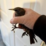 Bird caught after being trapped in a loft
