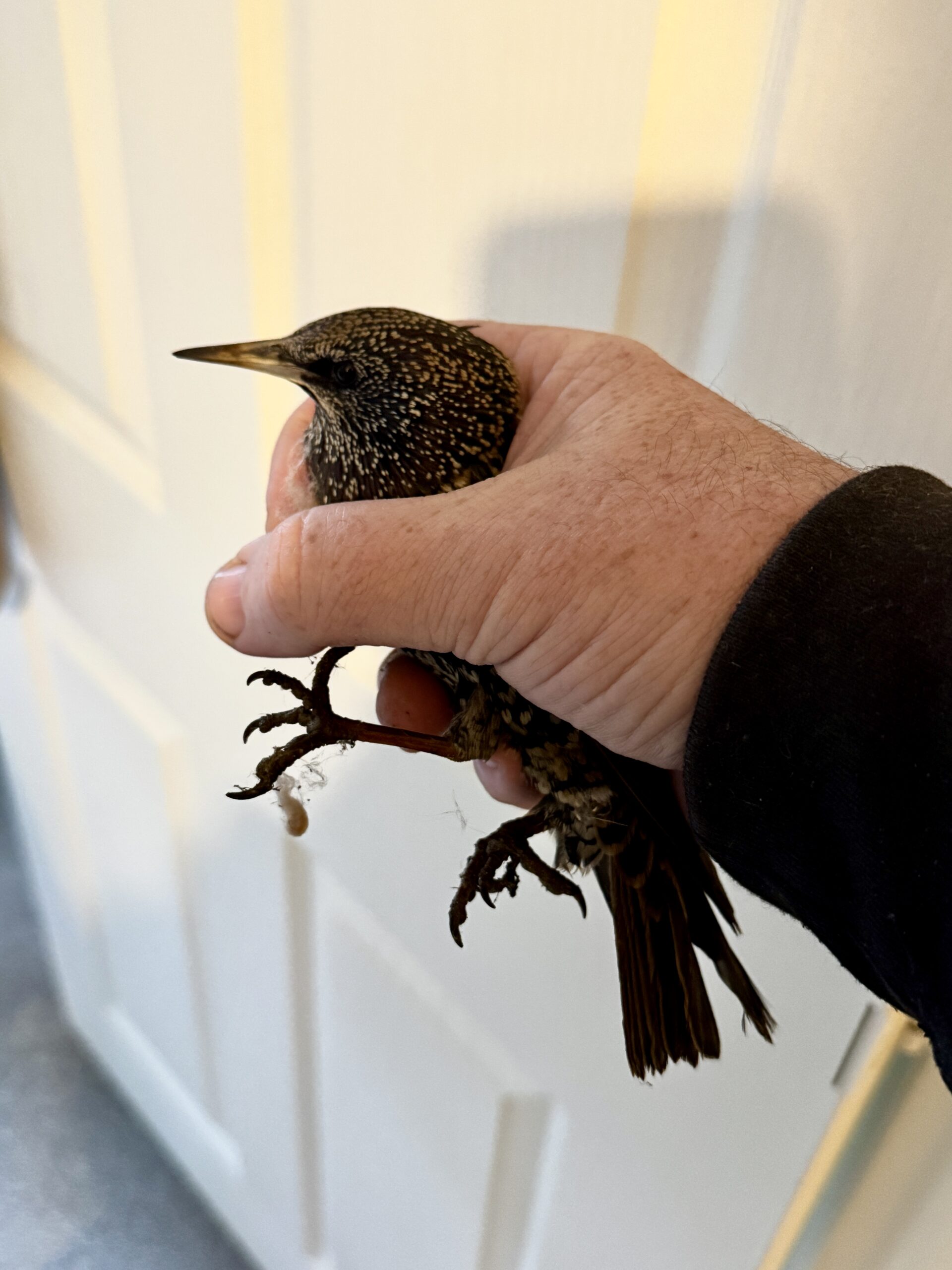 Bird caught after being trapped in a loft