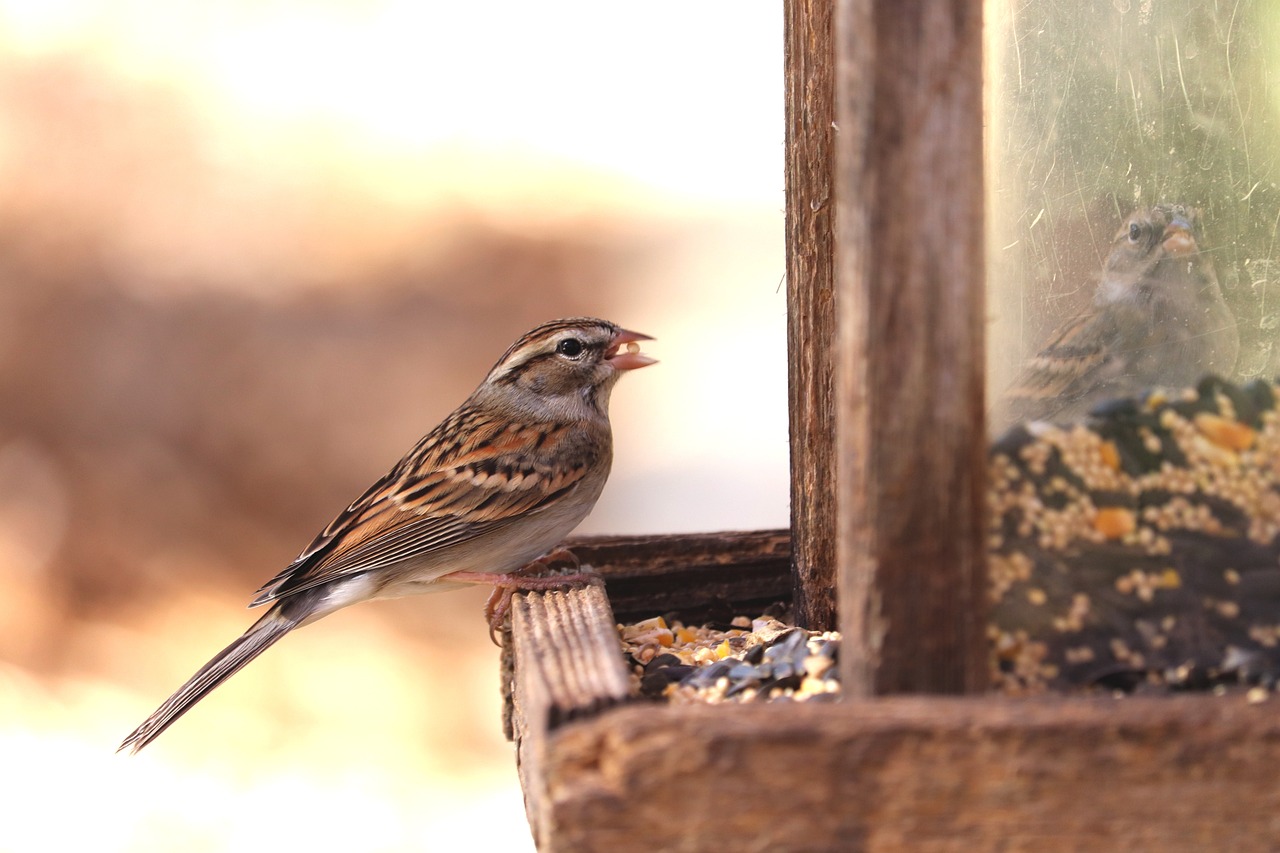 sparrow, bird feeder,