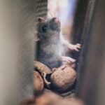 A curious mouse peeks through walnuts in a soft focus image, creating a cozy, natural scene.