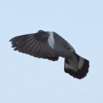 BIRD CONTROL SOLUTIONS