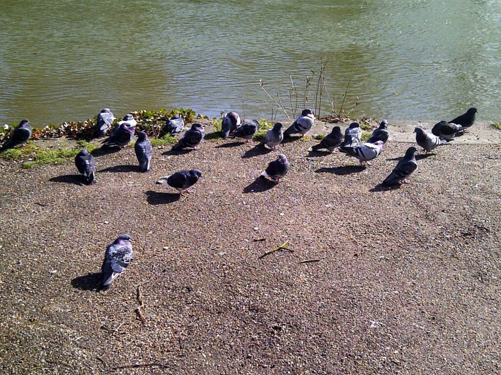 Usutu virus and Birds