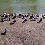 Usutu virus and Birds