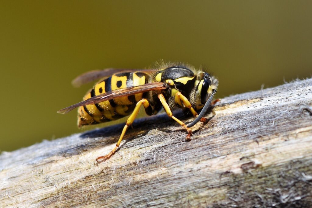 wasp, insect, winged insect, sting, , hymenoptera, entomology, 