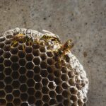 wasp nest removal