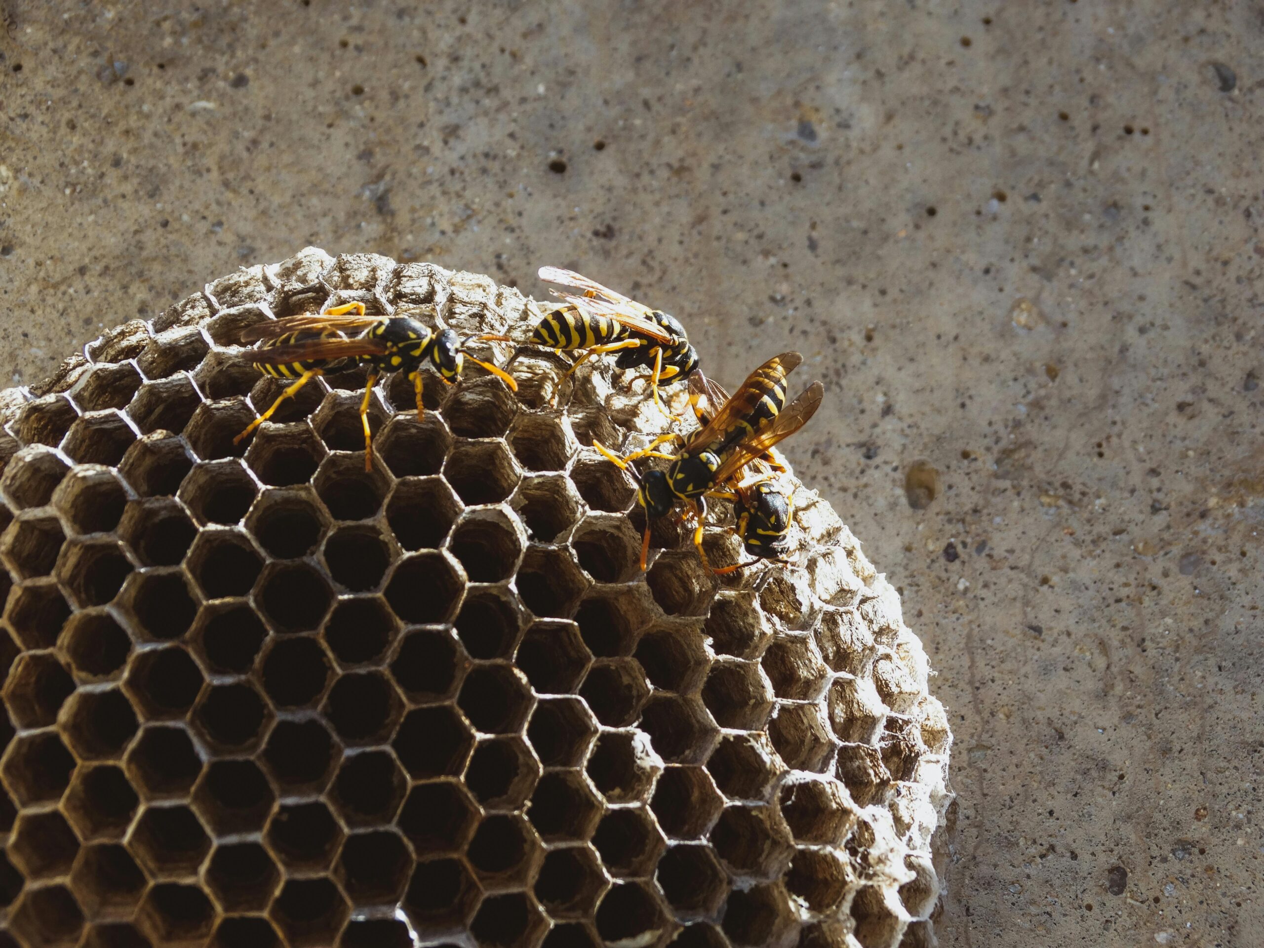 wasp nest removal