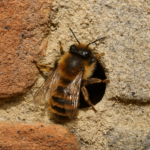 mortar bee