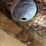 shed wasps nest