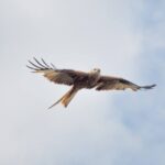 Red Kite
