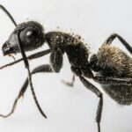 Close-up macro shot of a black ant showcasing intricate details and texture.