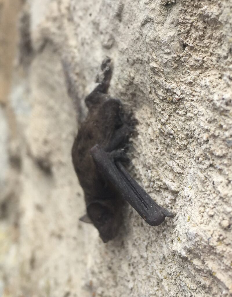 bats