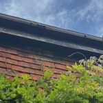 wasps in soffits