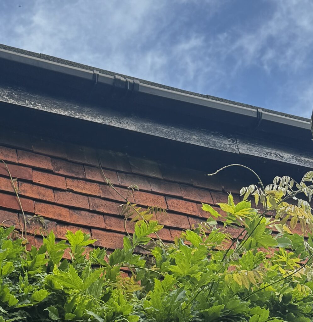 wasps in soffits