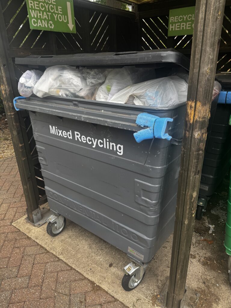 rats in bins