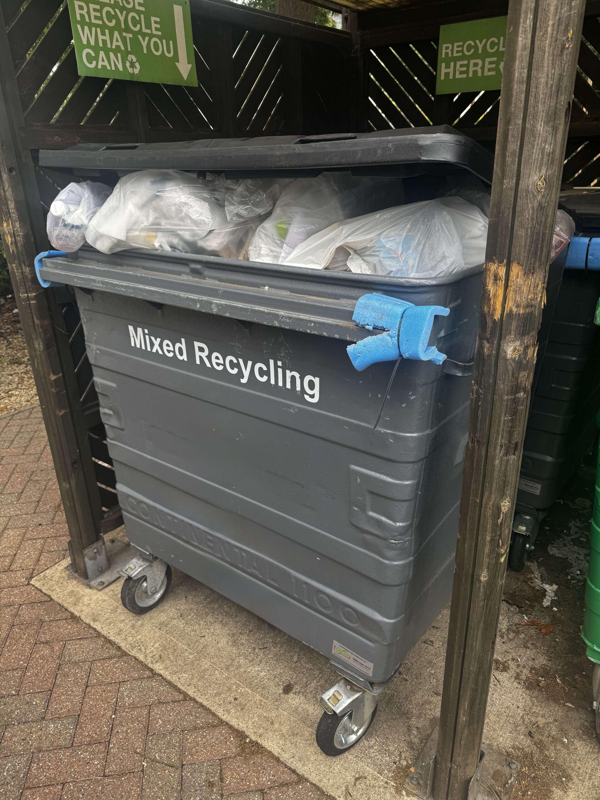 rats in bins