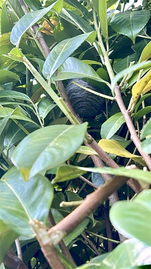 wasp in hedges