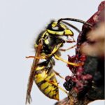 wasp, insect, field wasp, winged insect, wings, nature, hymenoptera, entomology, macro, wasp