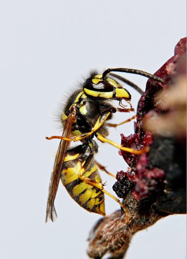 wasp, insect, field wasp, winged insect, wings, nature, hymenoptera, entomology, macro, wasp,