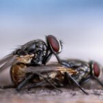 house flies