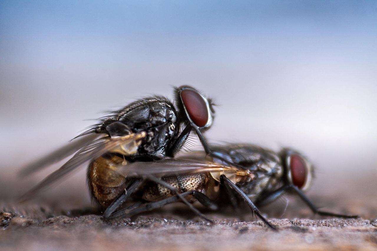 house flies