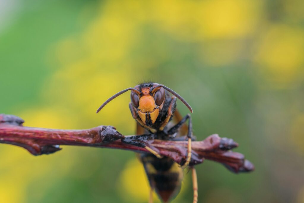 Asian hornet