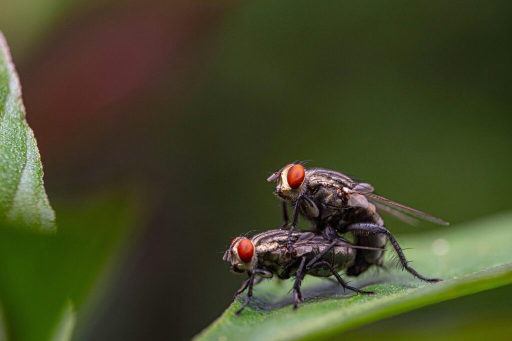 flies breeding