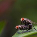 flies breeding