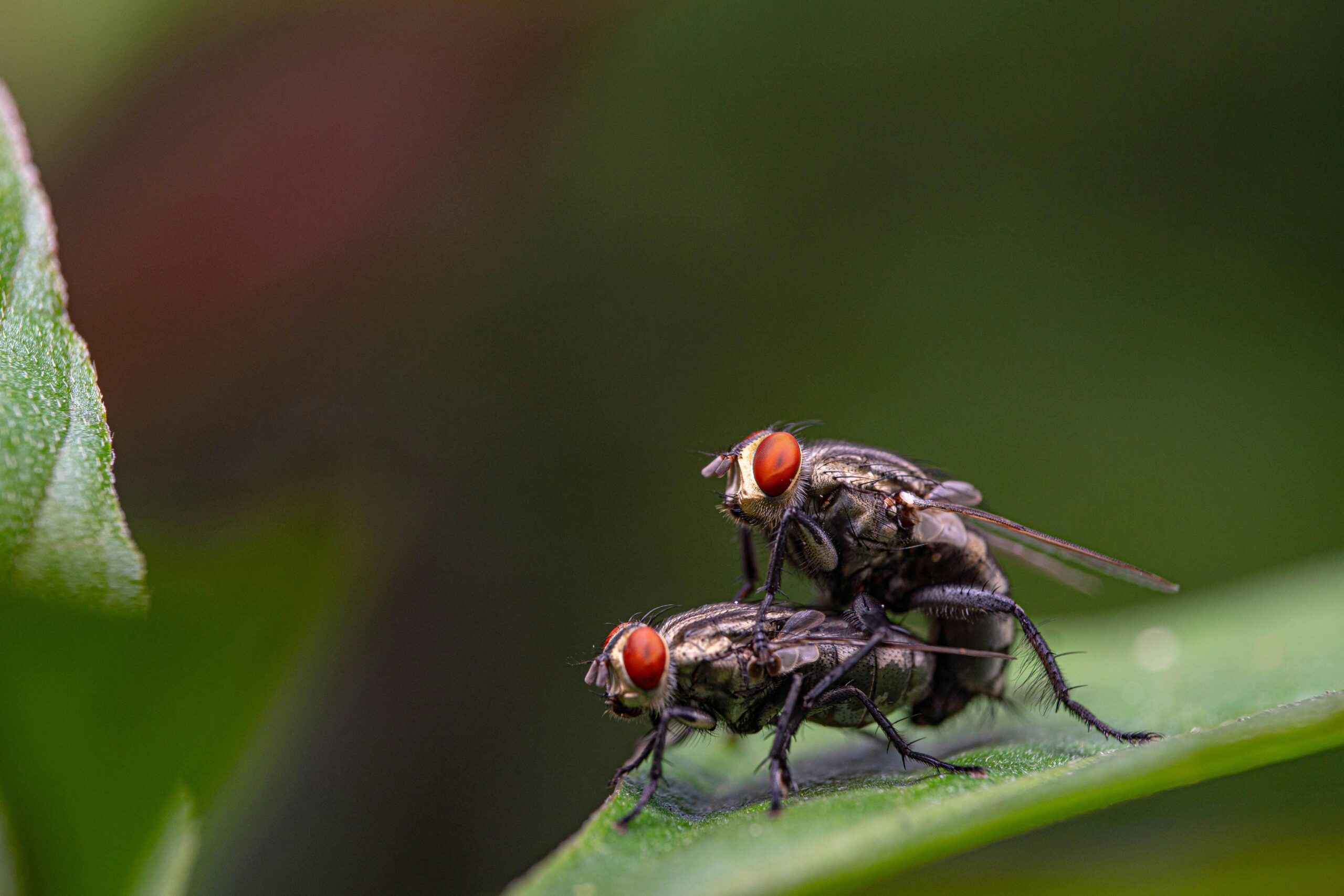 flies breeding