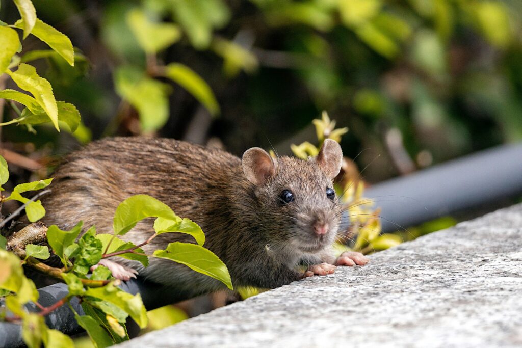 rats in garden