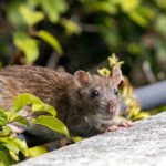 rats in garden