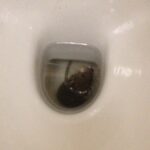 summer rat surge-rat in the toilet