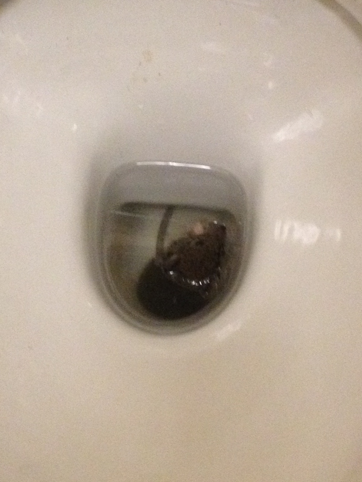 summer rat surge-rat in the toilet