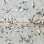 Ant and some flying ants on a pavement