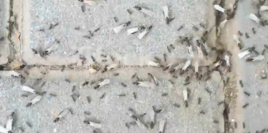 Ant and some flying ants on a pavement